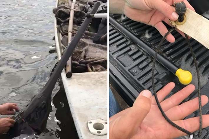 Watch: Critically endangered smalltooth sawfish freed from bungee cord 'choker'