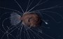 First-ever footage of mating anglerfish is strangely mesmerising