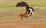 WATCH: Bald eagle and fox tussle over rabbit carcass in mid-air battle