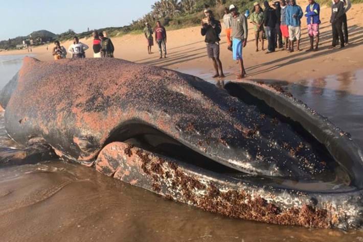 stranded-whale-Mozambique_2018-09-13.jpg