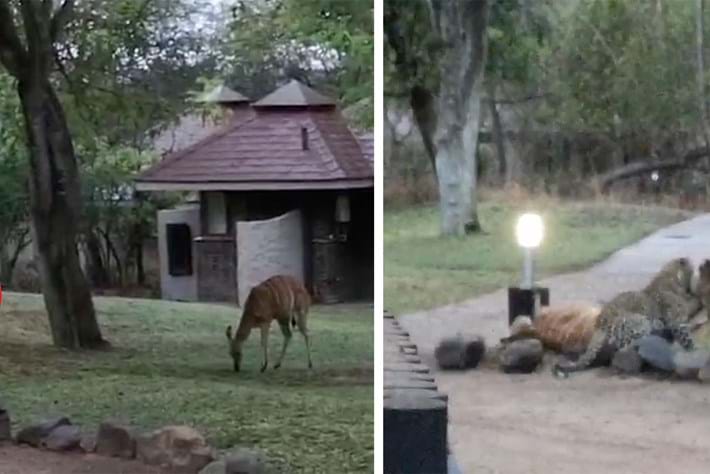 leoaprd-hunts-nyala_2018-10-18.jpg