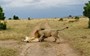 WATCH: Lion wakes up lioness with aggressive bite to the rump