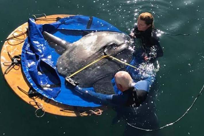 Watch: Stranded sunfish rescued from a dry dock in Cape Town