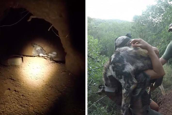 Watch an incredible wild dog rescue mission in South Africa