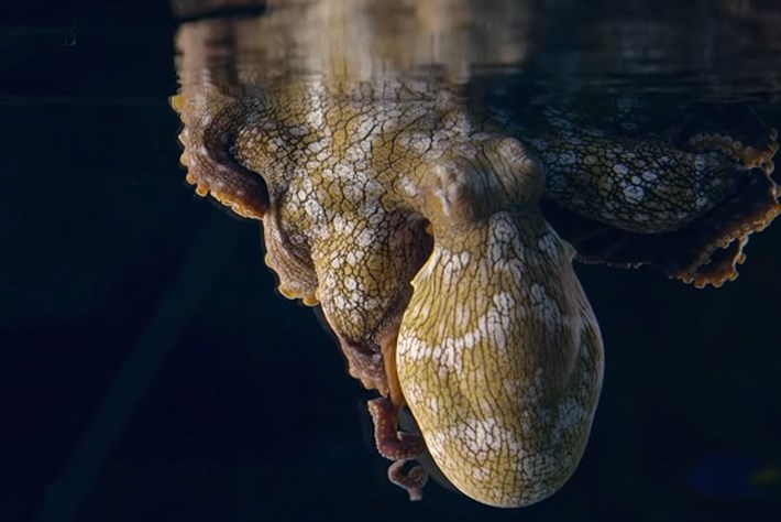 colour-changing-octopus_2019-10-02.jpg