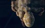 Watch: Is this colour-changing octopus dreaming about catching a crab?