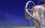 World Octopus Day: Watch a cephalopod squeeze through an impossibly small gap