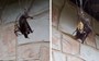 In photos: Spider eating a bat is nature's Halloween horror show