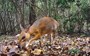 'Lost' species of fanged mouse-deer rediscovered after almost three decades