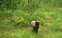 In the Wake of a Disaster: New footage shows wildlife reclaiming the Fukushima evacuation zone