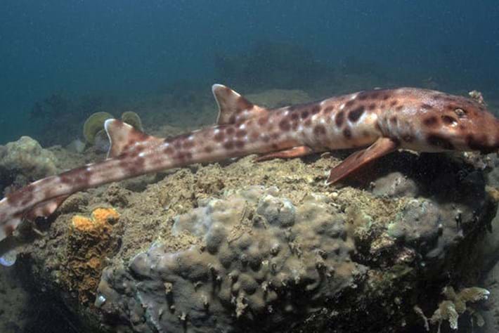 These sharks evolved for walking and that's just what they'll do