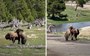 Bear vs bison: Dramatic footage shows Yellowstone grizzly taking down a bison