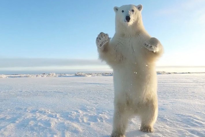 polar-bear_page_2020-08-20.jpg