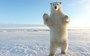 Watch: Polar bear plays with filmmaker’s drone