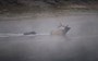 Watch: Grizzly bear takes down elk bull in dramatic, semi-submerged hunt