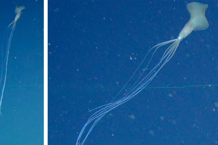 bigfin-squid_page_2020-11-20.jpg