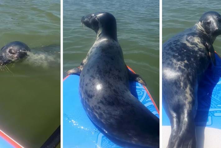 seal-paddleboard_page_2021-06-09.jpg