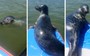Watch: Inquisitive seal hitches a ride with paddleboarder