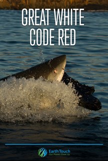 Great White Code Red