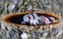 22 amazing images from the 2021 Close-Up Photographer of the Year competition