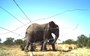 Elephants on Twitter: Using Social Media to Track Kenya's Giants