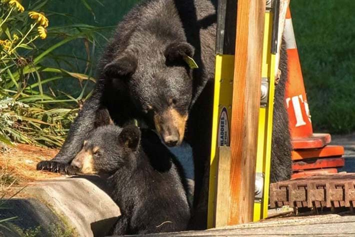 In photos: Wildlife rescuers rally together to help bear family trapped in storm drain