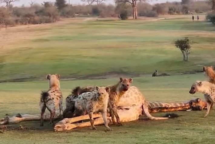 hyenas-giraffe-golf-course_page_2022-09-01.jpg
