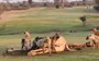 WILD GOLFING: Hyenas and lions battle over giraffe carcass on Kruger Park golf course