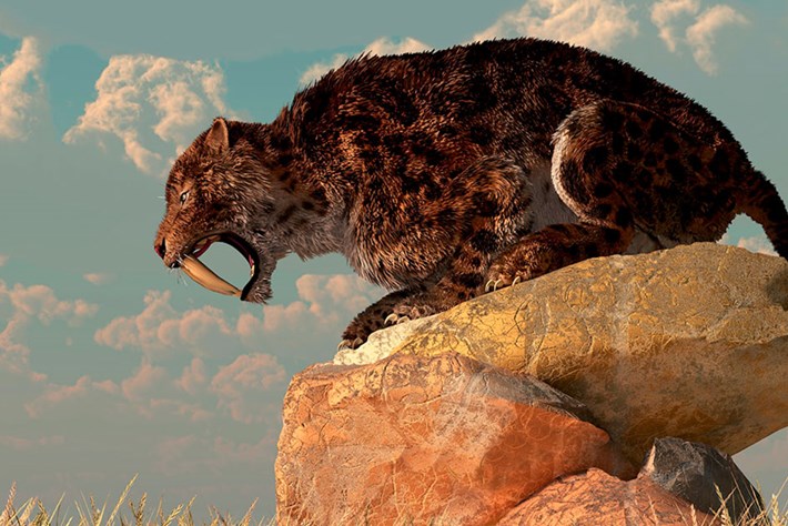 Sabertooth cat skull newly discovered in Iowa reveals details about this Ice Age predator