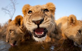 5 wildlife documentaries to watch for free this holiday season