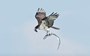 Watch: Osprey seems perplexed after scooping up ribbonfish