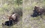 Watch: Grizzly bear mauls black bear in intense roadside encounter