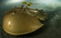 Mesmerising photo of a horseshoe crab wins Wildlife Photographer of the Year award