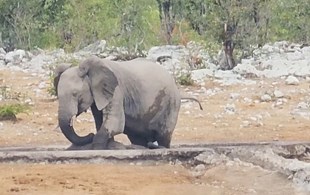 Watch: Was this elephant trying to save a stranded rhino from lions?