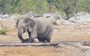 Watch: Was this elephant trying to save a stranded rhino from lions?