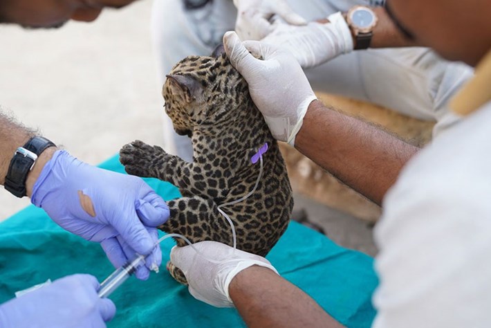 Watch: Leopard cub rescued from sugarcane field is reunited with mom
