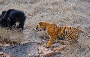 Why do sloth bears attack humans? New study links behaviour to tiger defence mechanisms