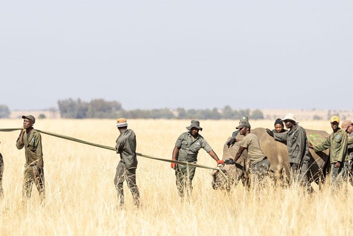 Rhino Rewild: 120 rhinos relocated as part of ambitious rewilding project