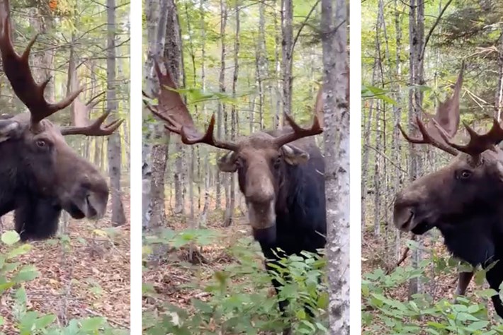 Watch: Maine man's lucky escape from charging moose
