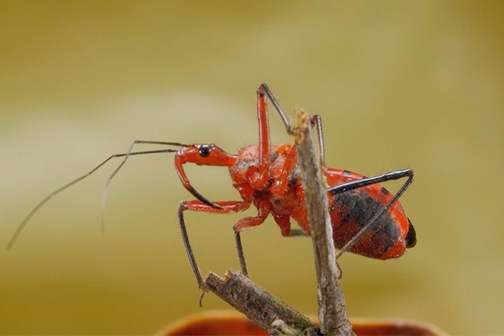 Butt acid, zombification & face stabbing: Bugs are nature's architects of horror