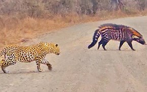 Daytime Duel: Leopard filmed stalking African civet in broad daylight