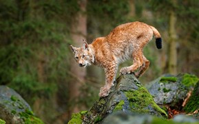 Lynx in Scotland: why illegal attempts to reintroduce lost species are surprisingly common