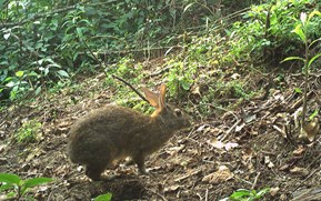 Mexico’s “lost” rabbit resurfaces after more than a century