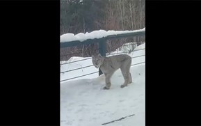 WATCH: Canada lynx puts on a show in a Minnesotan backyard