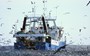 Trawling streamers reduce albatross deaths by 95 percent