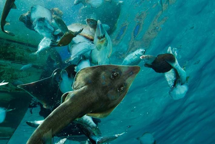 Driftnets_bycatch_2014_05_15