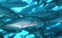 New report says our oceans are dying - but it's not too late to change that