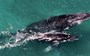 Drone captures humpback whale mother & calf
