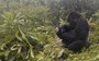 VIDEO: Rare mountain gorilla gets a lesson in mating etiquette