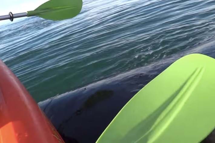 whale ride-2014-7-23